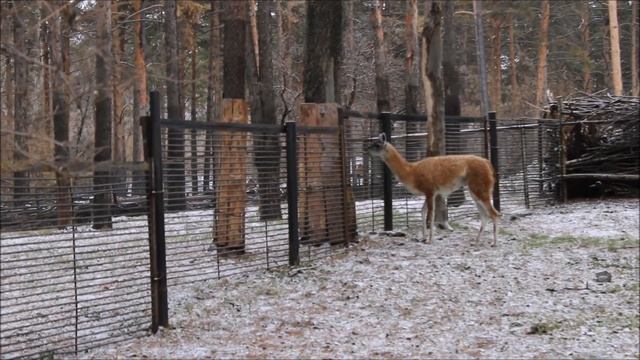 Лама осваивается в новом вольере 05.11.2025 смотреть онлайн