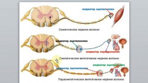15 1. Гаева С.Ж.Лекция  33 Вегетативная нервная система