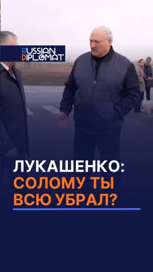 Лукашенко: солому ты убрал? В рулоны скрутил? #батька #лукашенко #президент #новости #политика
