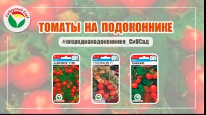 Томаты на подоконнике