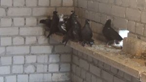 Выведенные мной голуби, летят лучше любой туркменской птицы!