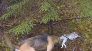 Охота на зайца 03.11.2025. После обеда в дождь даже быстрее нашли.