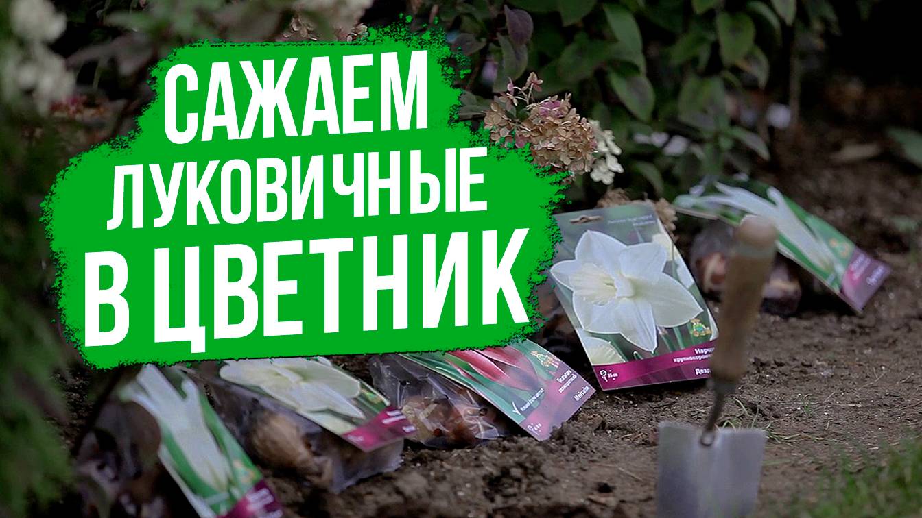 Посадка луковичных растений. Создаем цветник из луковичных.