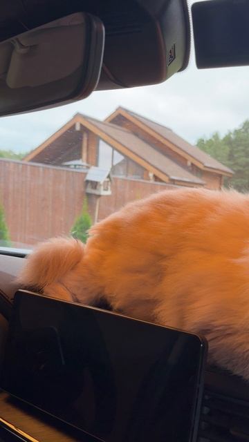 Платоше не интересны птички 😔 смотреть онлайн