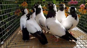 Разведение голубей,11 выводков в год от одной пары-легко!