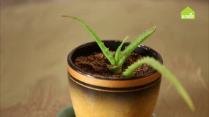 СУККУЛЕНТЫ! Ольга Платонова рассаживает суккуленты на примере столетника. Советы цветоводам