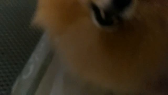 ПуСя пУсЯ😊 смотреть онлайн