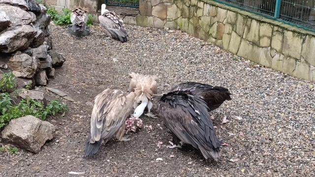 Грифы раздирают падаль  @ Домбай, 2025