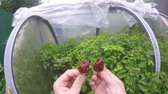 Вырастил острые перцы! White Naga и Carolina Ripper смотреть онлайн