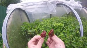 Вырастил острые перцы! White Naga и Carolina Ripper