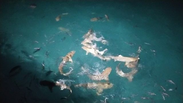 Кормление акул @ Maldives, Hondaafushi, 2024 смотреть онлайн