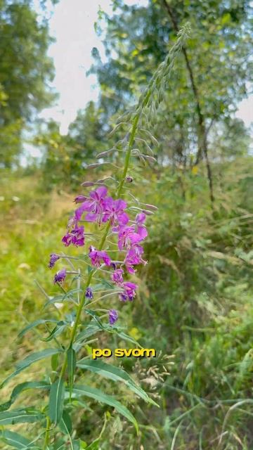 Vlasinsko jezero/Власинское озеро #serbia #serbiatravel #europeantravel #novisad #naturewalk #srbija смотреть онлайн