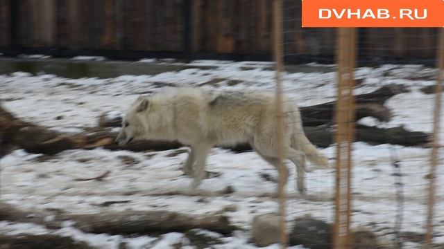 Полярные волки обосновались на новой территории зооцентра «Питон" смотреть онлайн