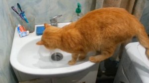 Кот в раковине