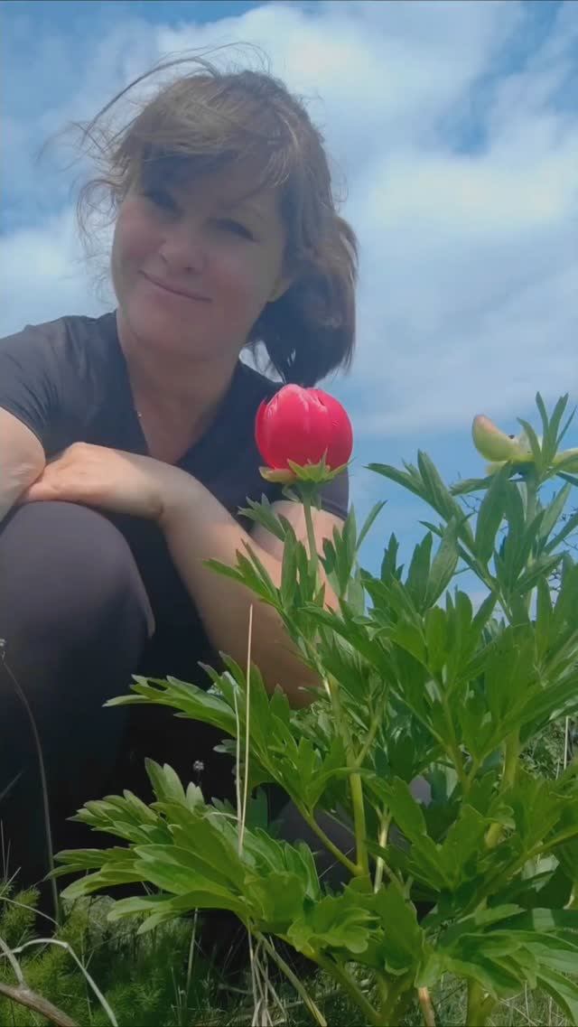 Пионы в дикой природе, Сербия. #поход #горы #видеблок смотреть онлайн