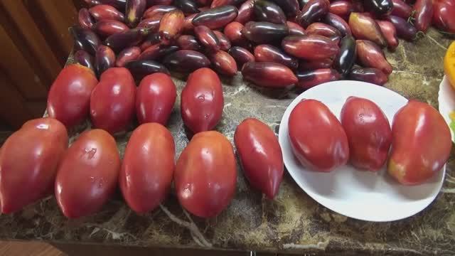 Популярные Минусинские томаты. Бычки Минусинские - один из самых урожайных томатов. №587. смотреть онлайн