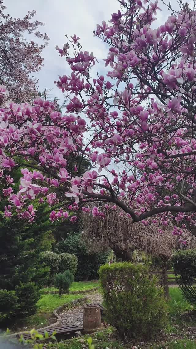 Магнолия Суланжа в Сербии - самые красивые цветы. смотреть онлайн