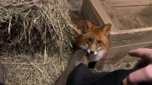 Лиса-Алиса. Лис Игнис и новые штаны