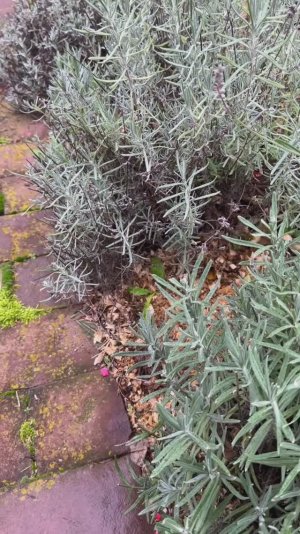 Осеннее черенкование лаванды