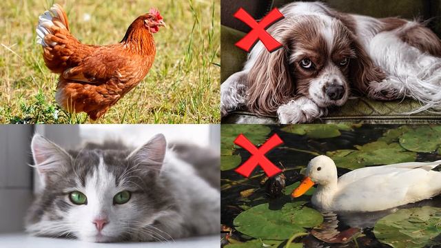 А ты знаешь домашних животных, давай проверим! ВИКТОРИНА для детей смотреть онлайн