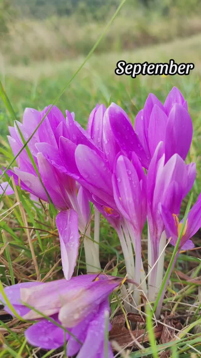 Юг Сербии, как юг в России: горы и весь год в цветах смотреть онлайн