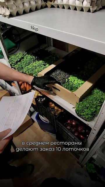 Сколько реально поднять на микрозелени? смотреть онлайн