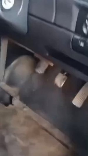 Лучшая автоугонка в мире