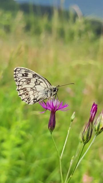 Leptiri. Butterflies.Природа Сербии.Serbia #naturewalk #live #wildlife #naturetherapy #naturelovers смотреть онлайн