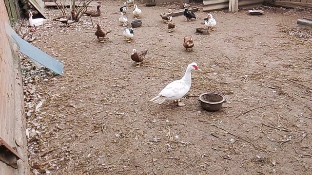 Домашняя мускусная утка также известная как индоутка