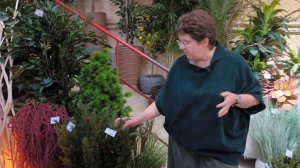 Обзор веток эвкалипта и силиконовой хвои