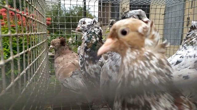 Знаменитые Бакинские бойные голубикоторых сейчас нет в Баку...BAKU PIGEONS