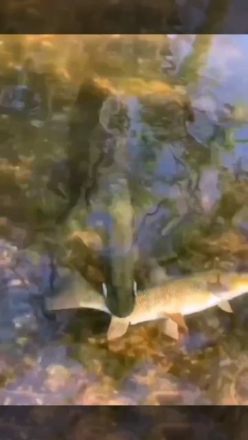 Хищник. Крупную рыбу ловите на большие приманки! смотреть онлайн