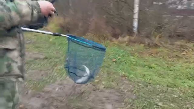 Светлые Горы Форель 07.11.2025г. смотреть онлайн