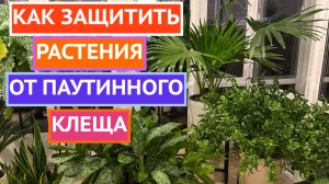 ПАУТИННОГО КЛЕЩА БОЛЬШЕ НЕ БУДЕТ ЕСЛИ СДЕЛАТЬ ТАК!