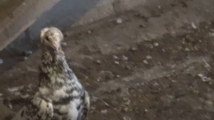 Лучшей породы голубей в мире нет!