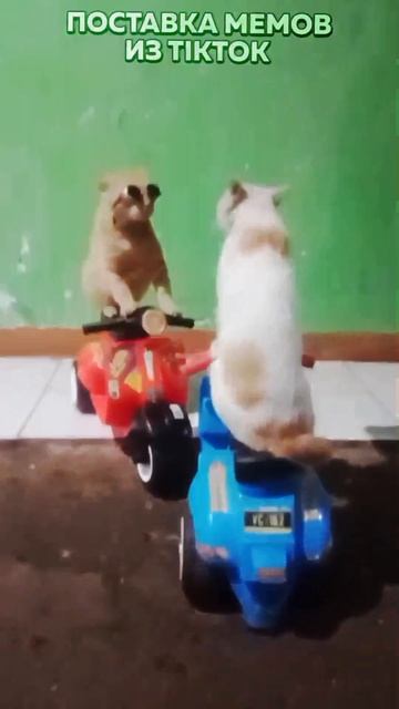 Звонок маме, Жиза, Коты На Мотоцикле |Свежие Мемы из TikTok в Shorts! #nikkat #мем #новости смотреть онлайн