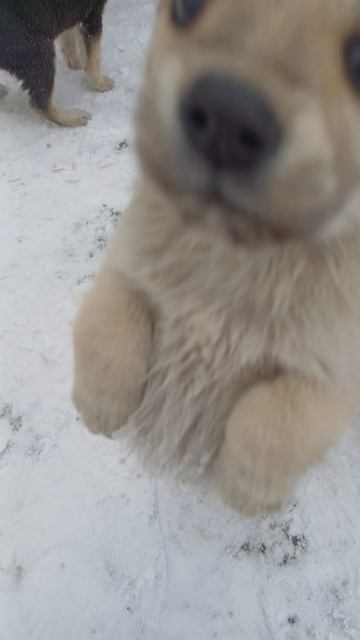 Щеночки!!! смотреть онлайн