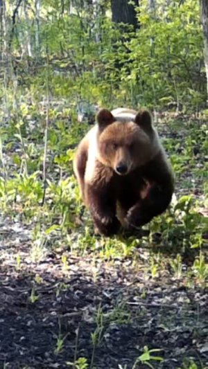 Нападение медведя на лосят на солонце (часть 1)