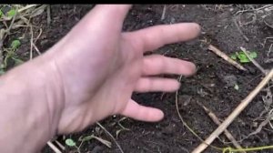 Новые знания о плодородии и гумусообразовании.