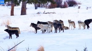 Стая волков подпустила людей слишком близко к себе / Уникальные кадры