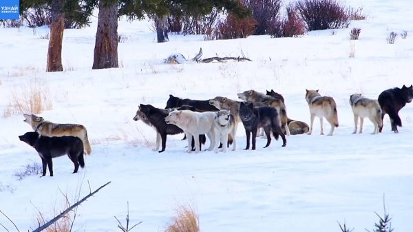 Стая волков подпустила людей слишком близко к себе / Уникальные кадры