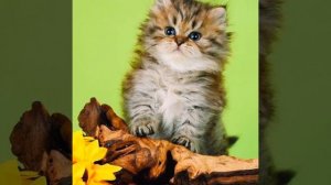 Солнечные,золотистые малыши🌿🍃