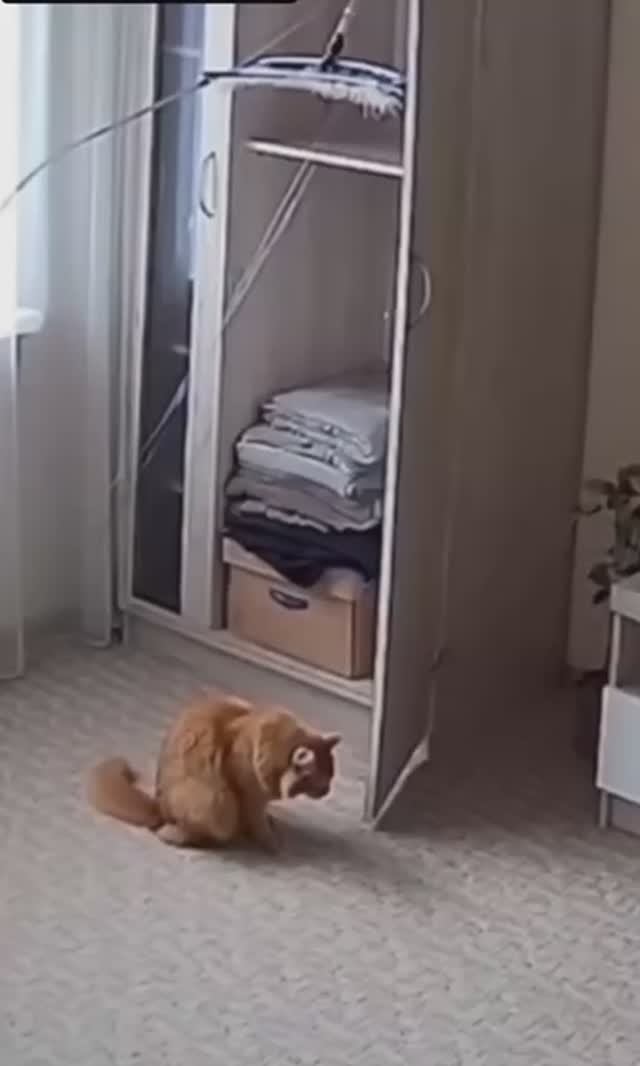 Кот суетолог 😃😅 смотреть онлайн