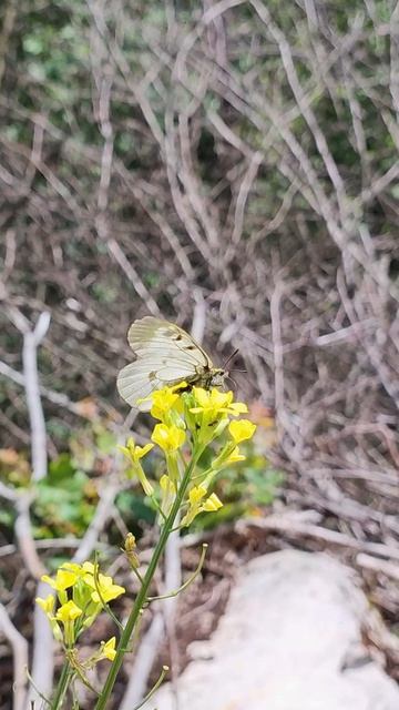 Рженац. Сува Планина. Ниш. Сербия. On the way to Rzhenac #поход #горы #adventure смотреть онлайн