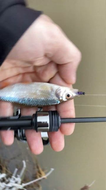 Зимний мормышинг на канаве #мормышинг смотреть онлайн