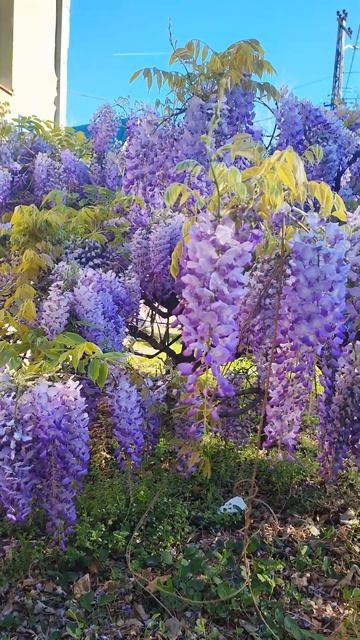 Uživajući u cvetanju glicinije. Srbija. #flowers. #spring #naturewalk смотреть онлайн