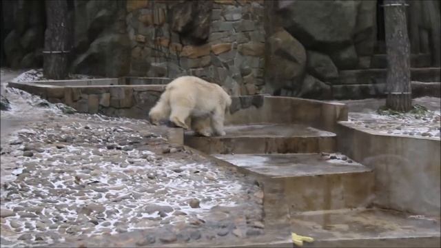 Белка и Стрелка сегодня гоняют голубей и валяются 05.11.2025 смотреть онлайн