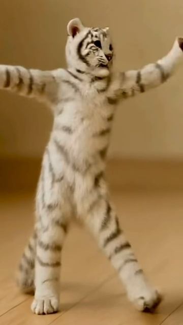 Танцующий белый тигр — настроение в каждом движении! 🐯🎶