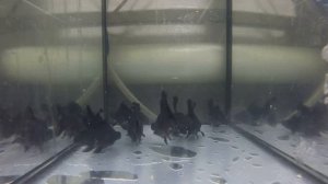 Чёрное золото из Таиланда! Золотых рыбок тоже называют бабочками.