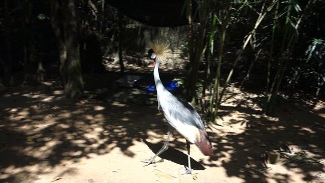 Венценосный журавль в зоопарке (Vinperl Safari)  @ Вьетнам, о. Фукуок, 2025